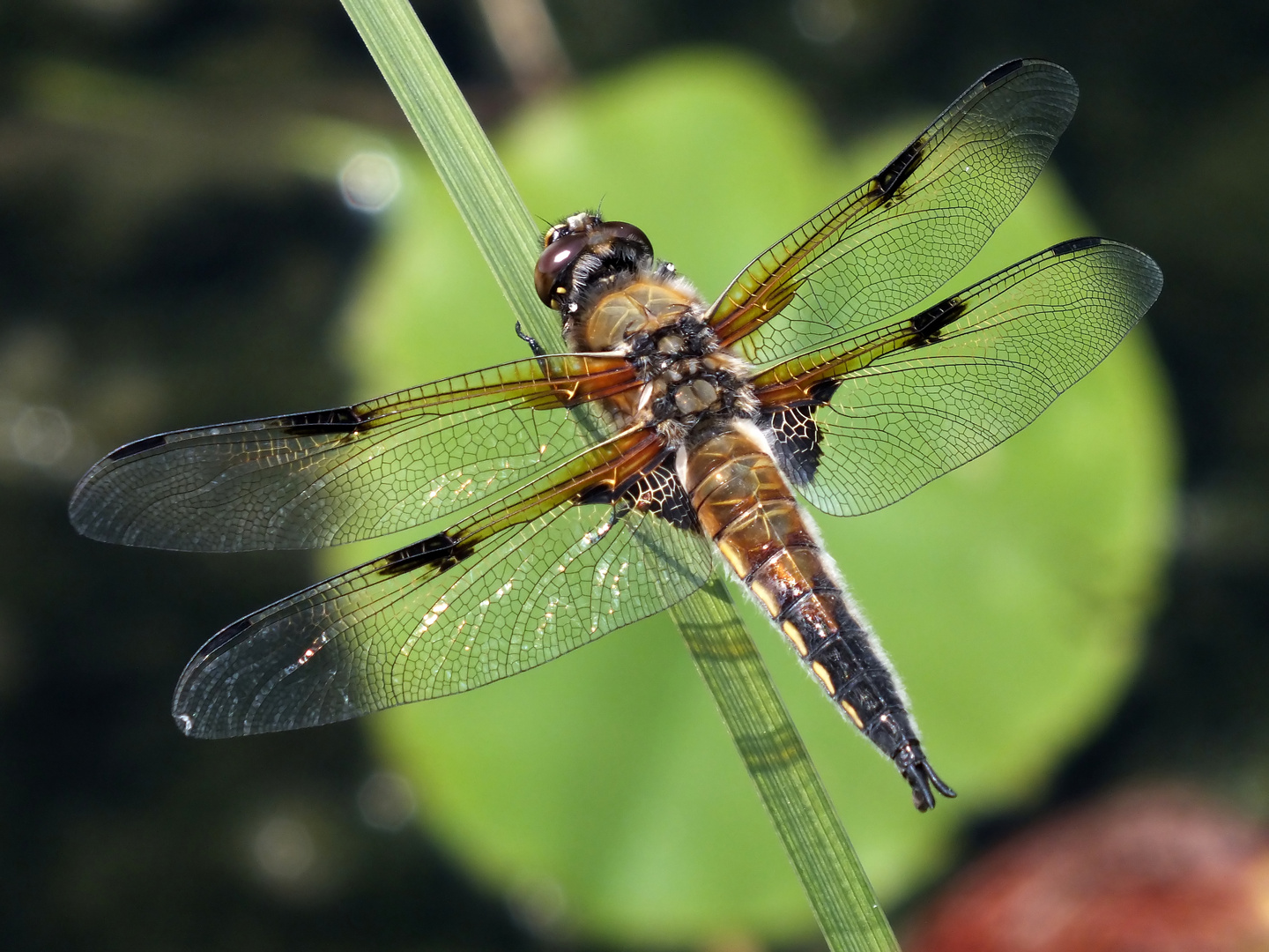 Besuch am Gartenteich