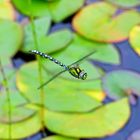 Besuch am Gartenteich