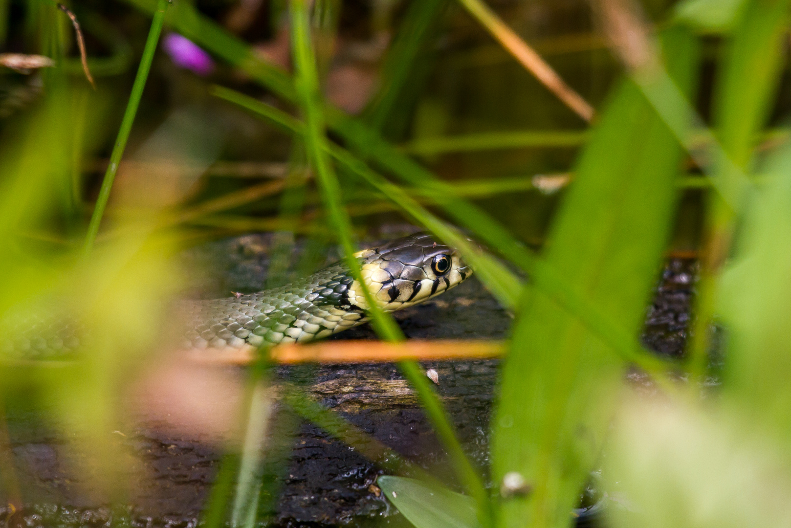 besuch am gartenteich