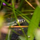 besuch am gartenteich