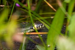 besuch am gartenteich