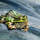 Besuch am Gartenteich