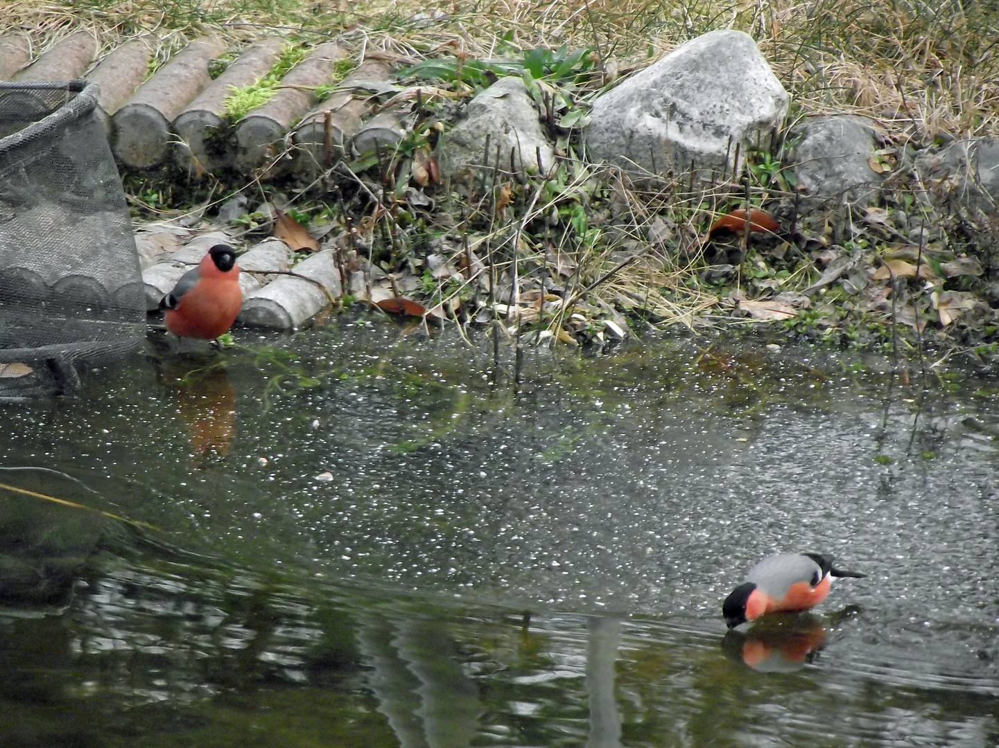 Besuch am Gartenteich