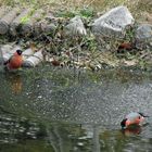 Besuch am Gartenteich