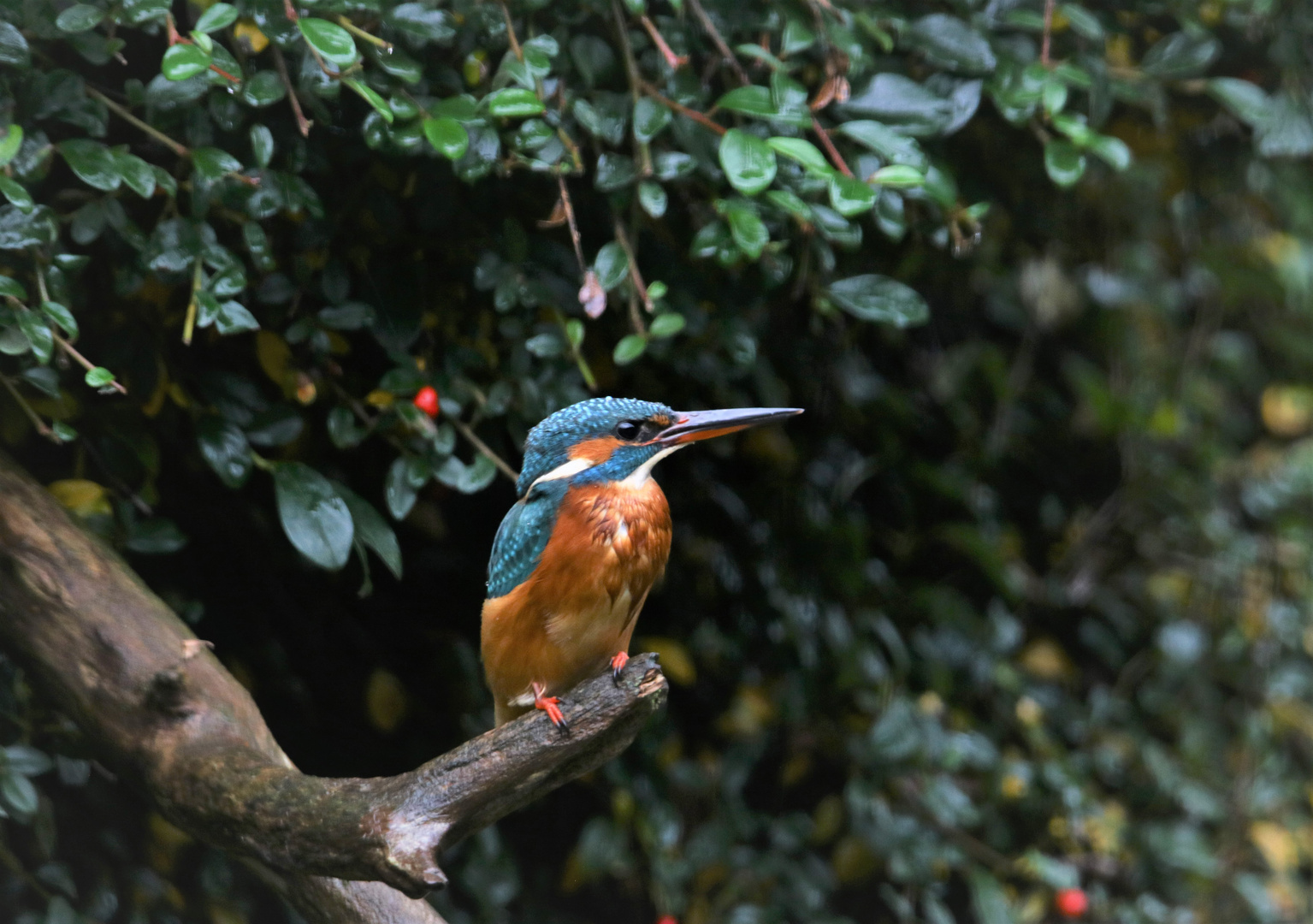 Besuch am Gartenteich