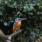 Besuch am Gartenteich