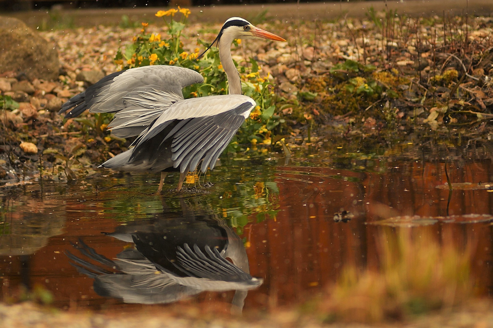 Besuch am Gartenteich!