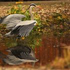 Besuch am Gartenteich!