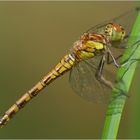 Besuch am Gartenteich