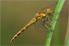 Besuch am Gartenteich