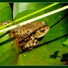 Besuch am Gartenteich