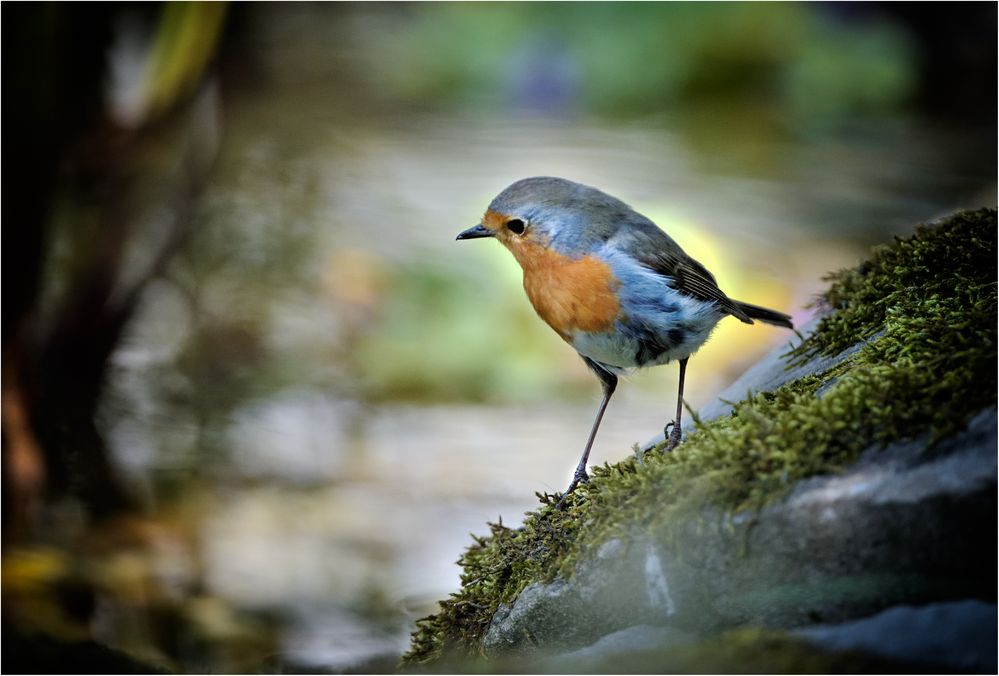 Besuch am Gartenteich Foto & Bild tiere, wildlife, wild lebende vögel