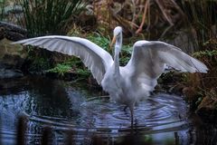 Besuch am Gartenteich