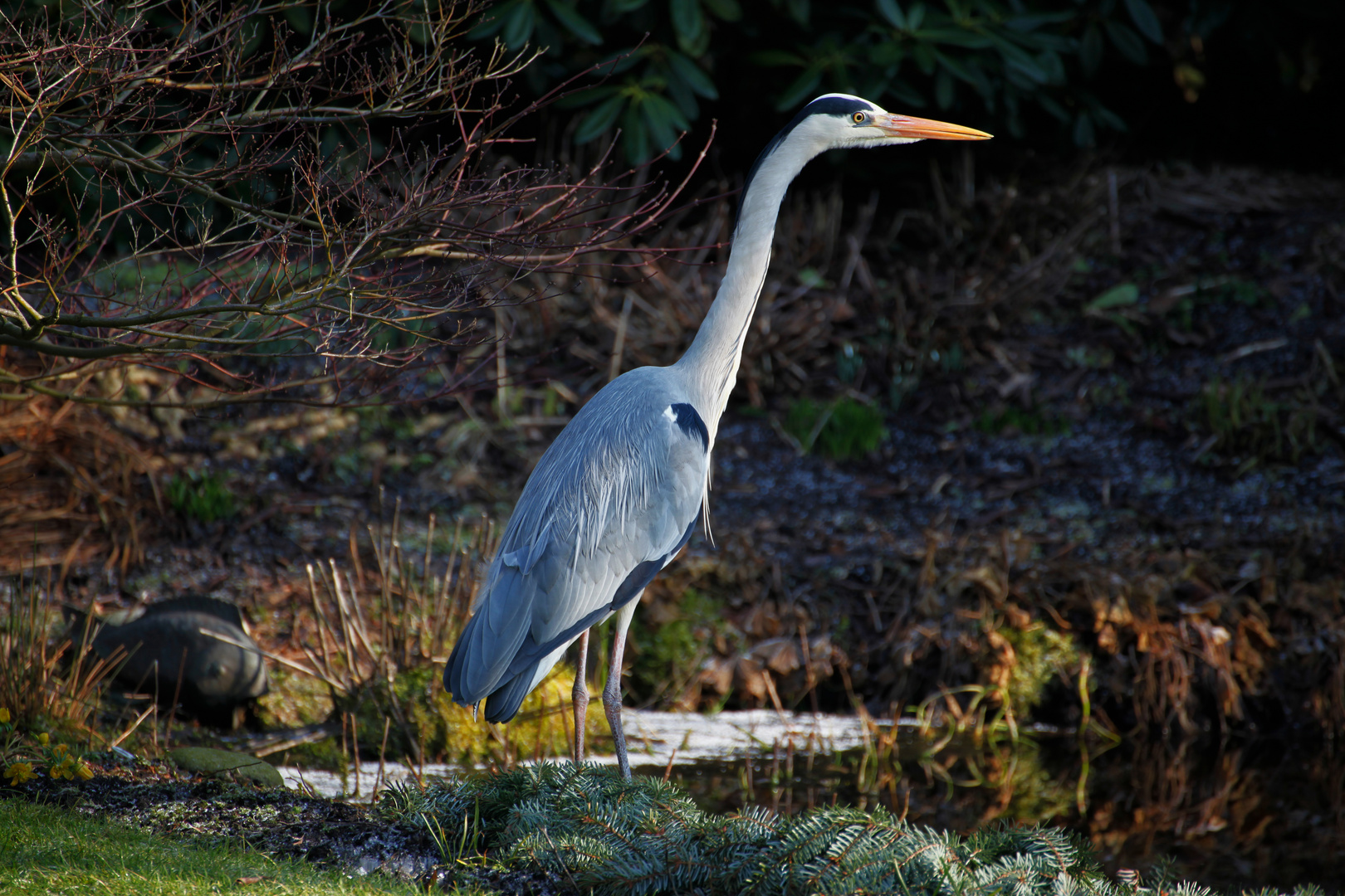 Besuch am Gartenteich