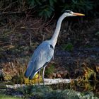 Besuch am Gartenteich