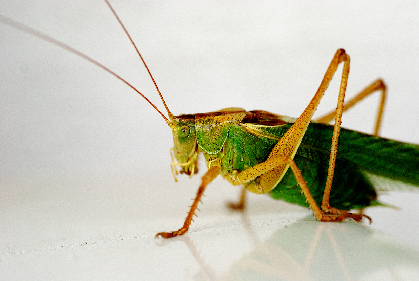 Besuch am Gartentisch