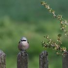 Besuch am Gartenzaun