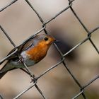 Besuch am Gartenzaun