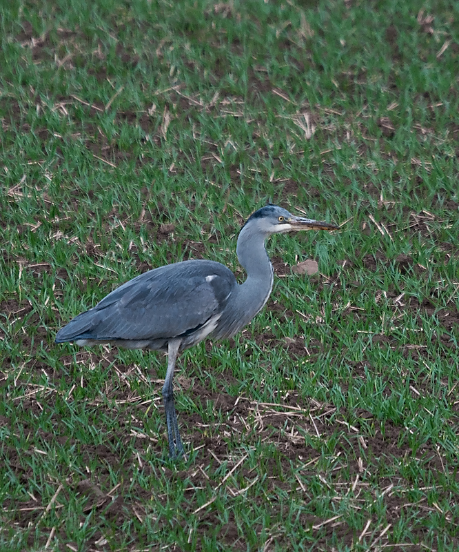 Besuch am Gartenzaun