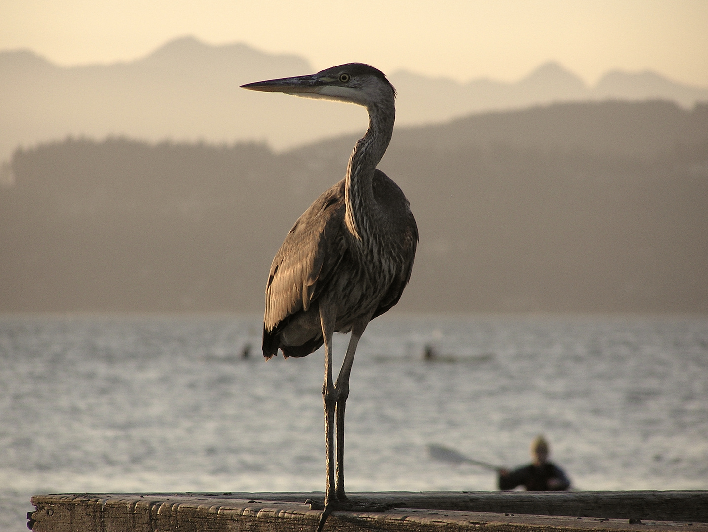 Besuch am Jericho Beach, BC