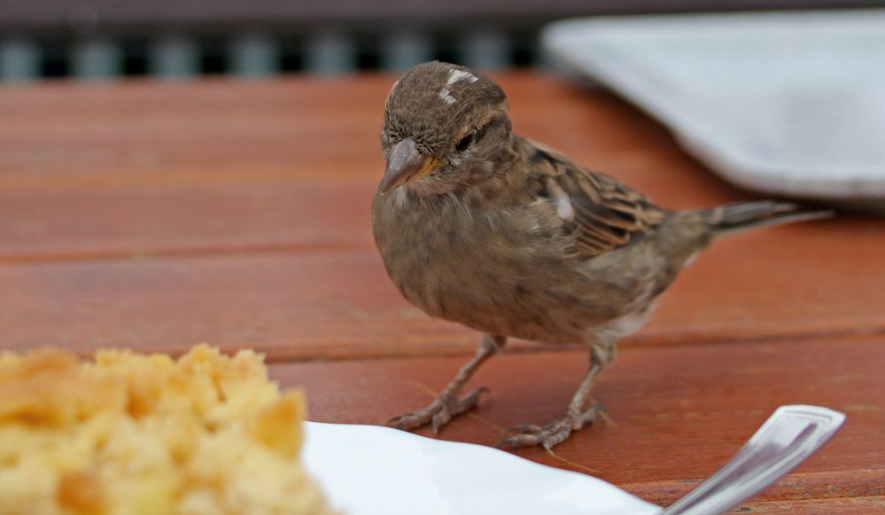 Besuch am Kaffeetisch