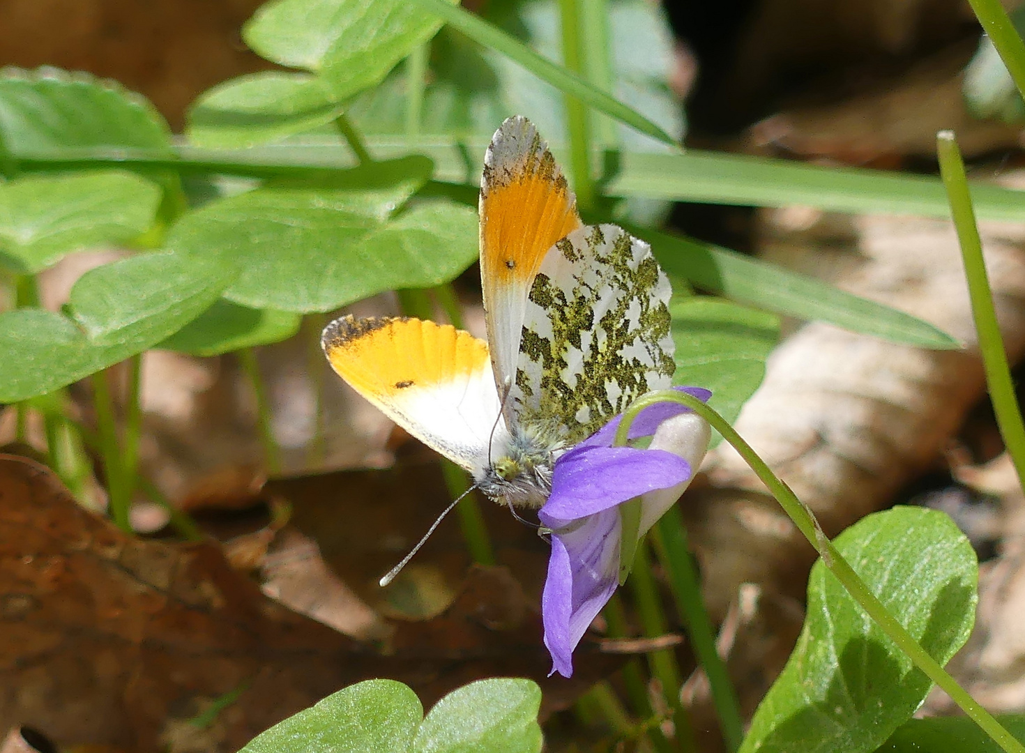 Besuch am kleinen Veilchen