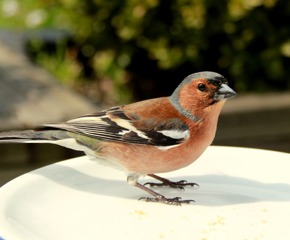 " Besuch am Kuchenteller "