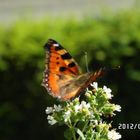 Besuch am Küchenfenster ;-)