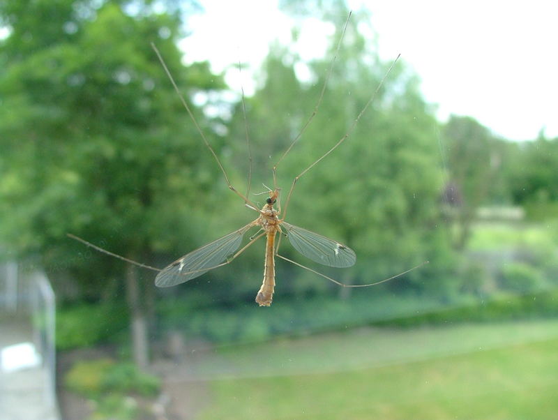 Besuch am Küchenfenster