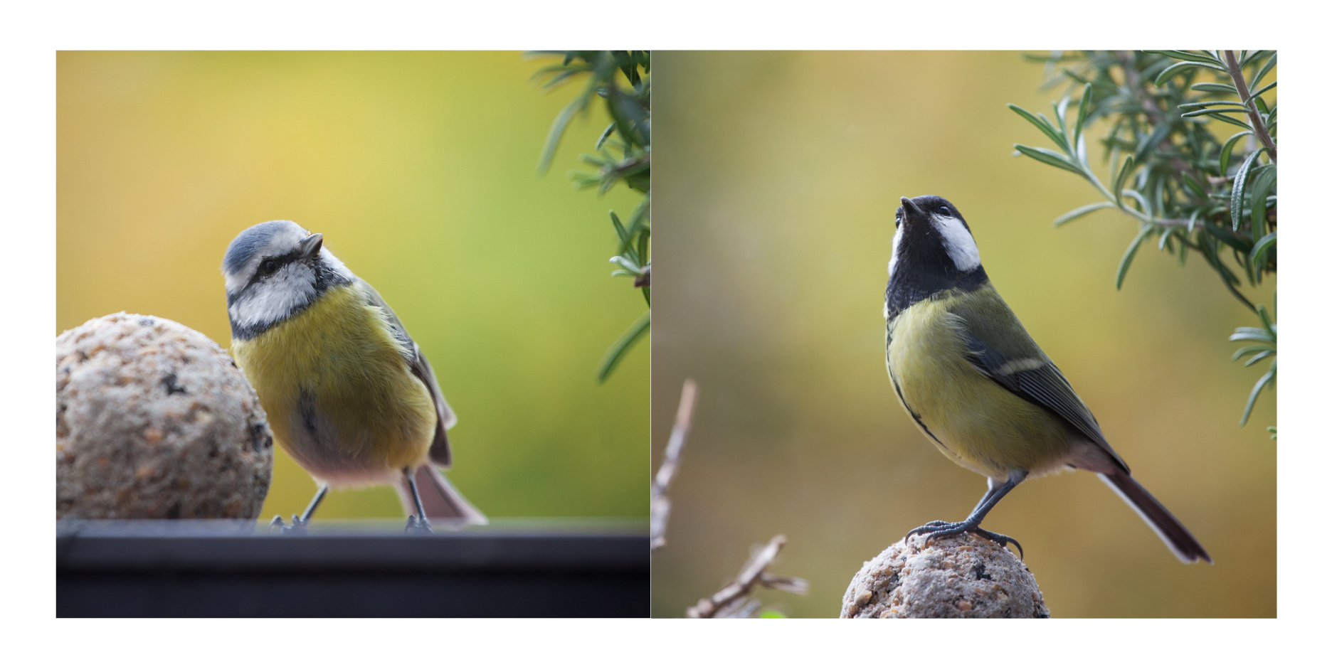 Besuch am Küchenfenster