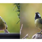 Besuch am Küchenfenster