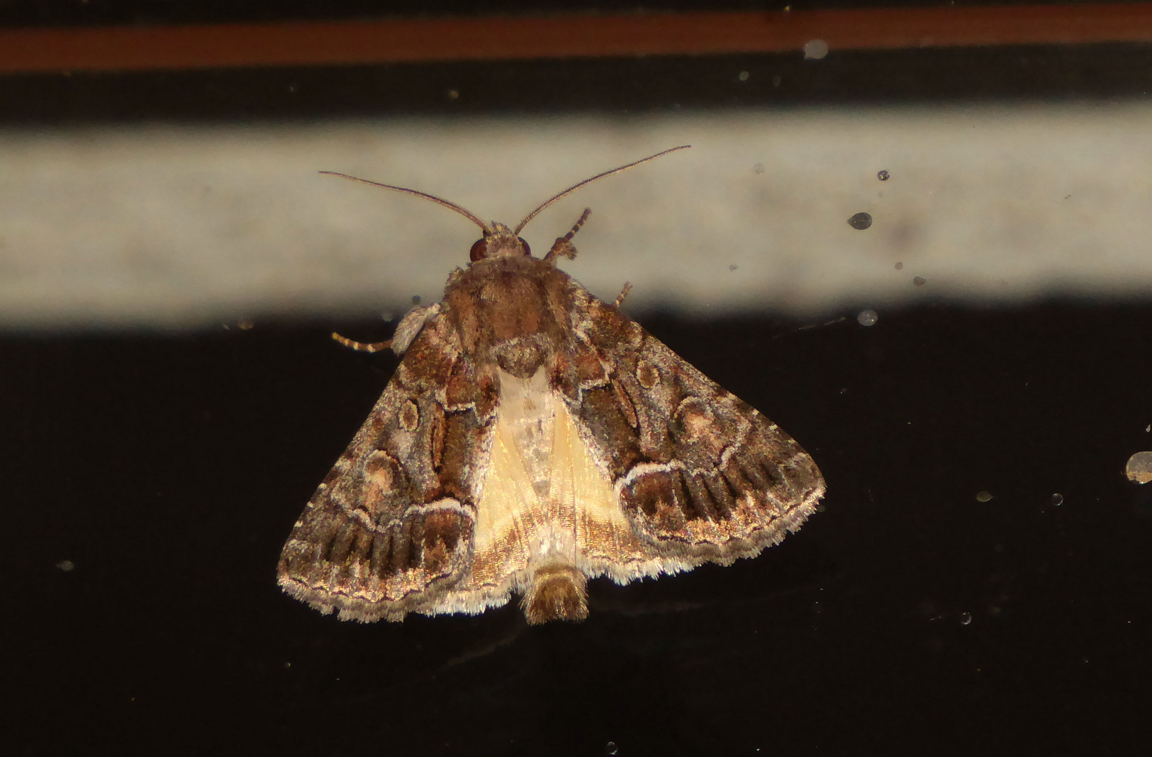 Besuch am Küchenfenster an Abend