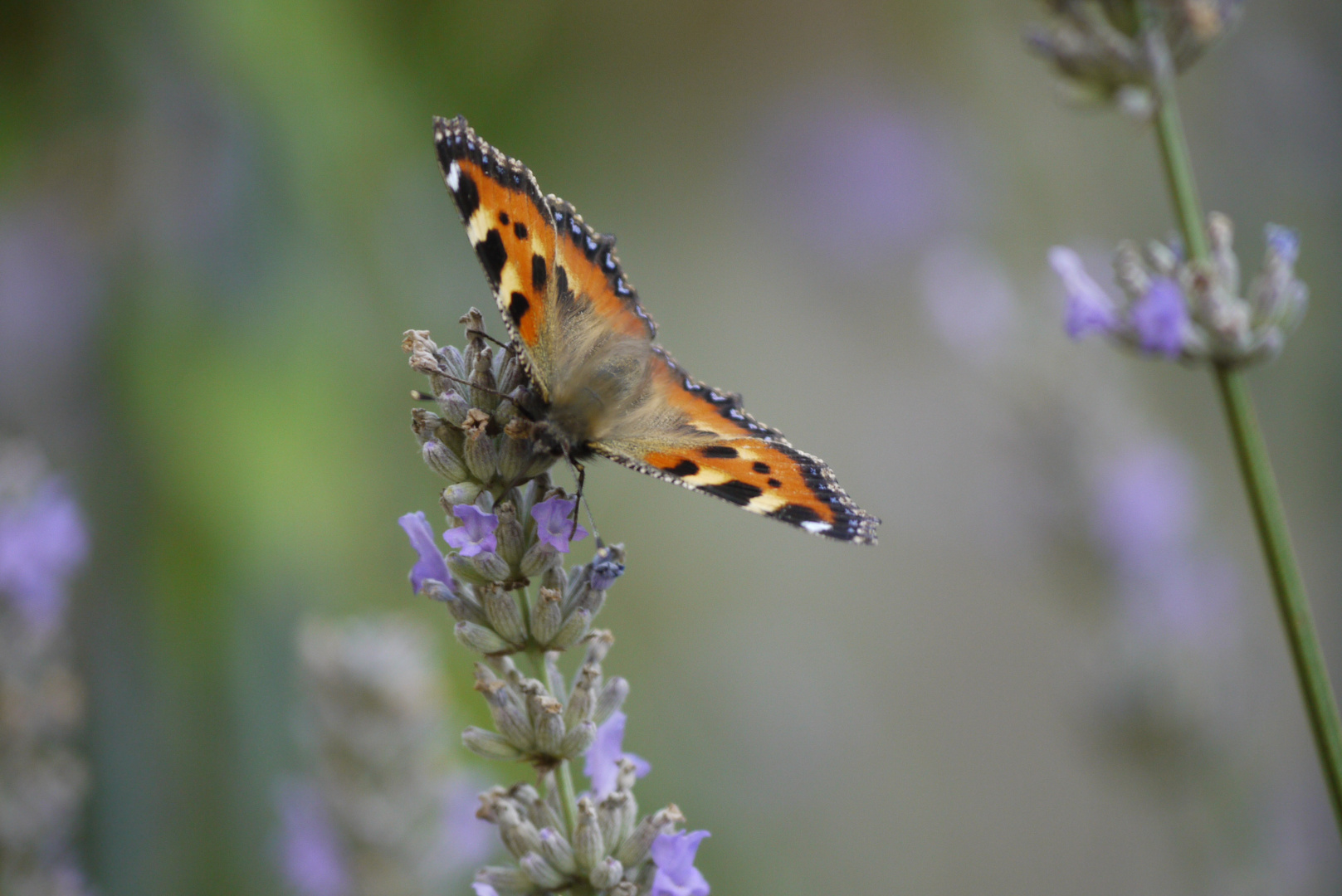 Besuch am Lavendel