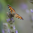 Besuch am Lavendel