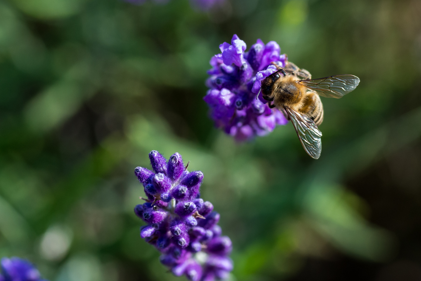 Besuch am Lavendel