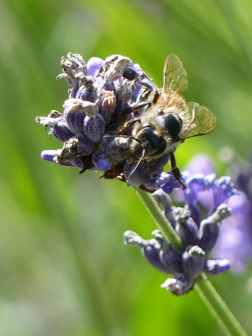 Besuch am Lavendel