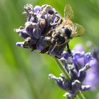 Besuch am Lavendel