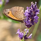 Besuch am Lavendel I