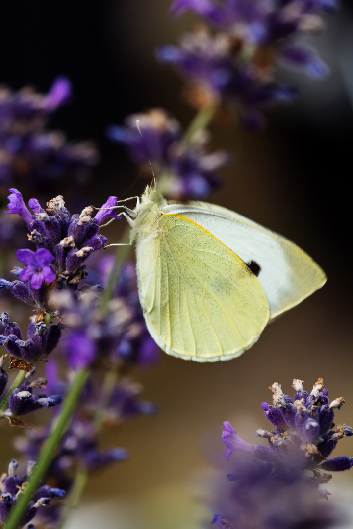 Besuch am Lavendel II