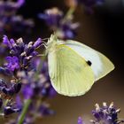 Besuch am Lavendel II