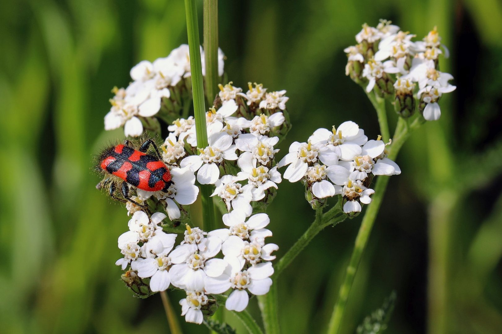 Besuch am Mittwoch