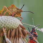 Besuch am Morgen...........