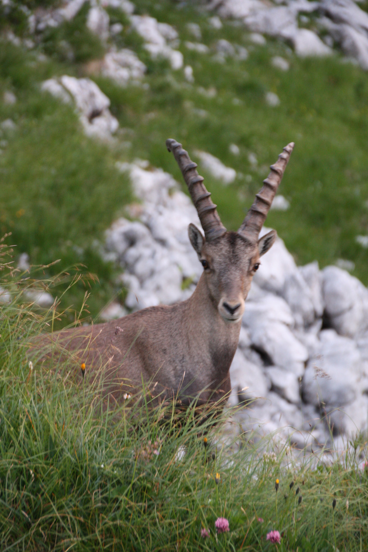 Besuch am Morgen