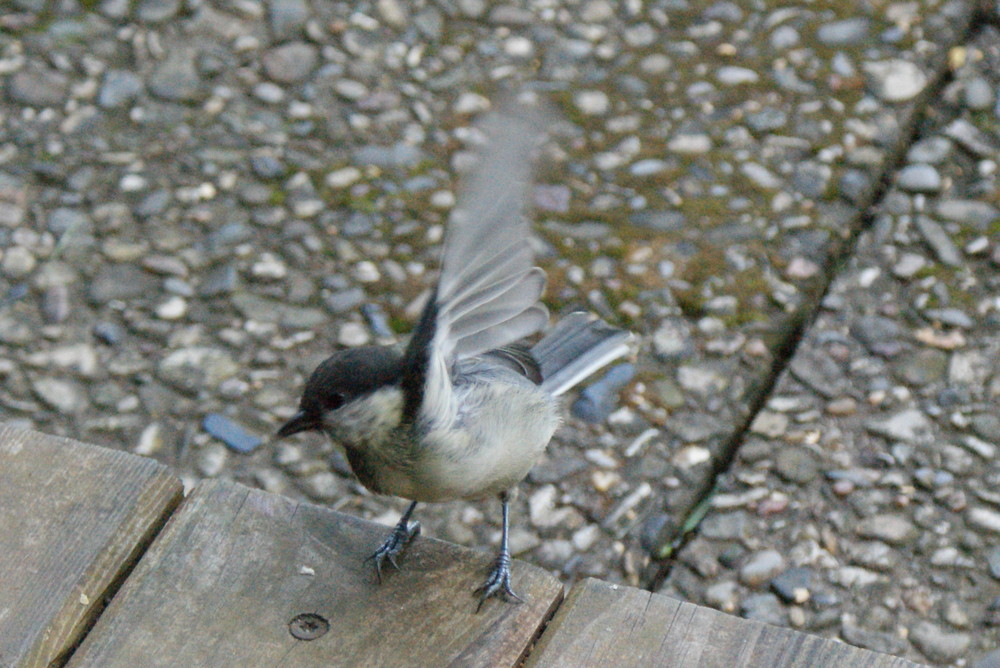 Besuch am Morgen