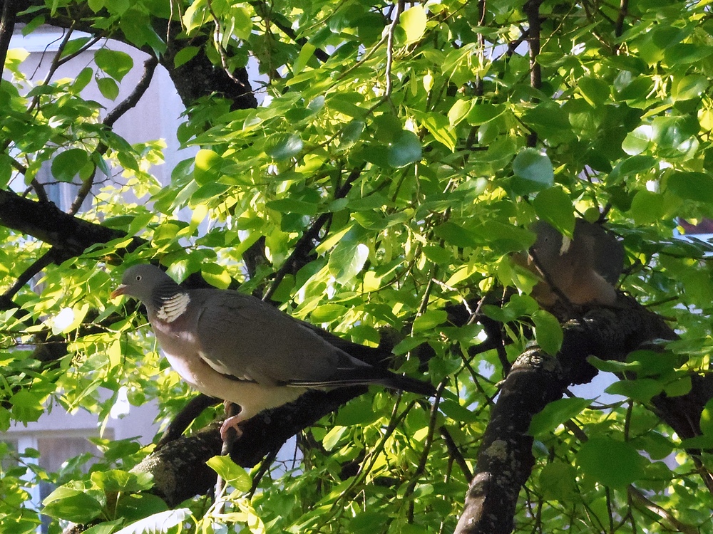 Besuch am Morgen