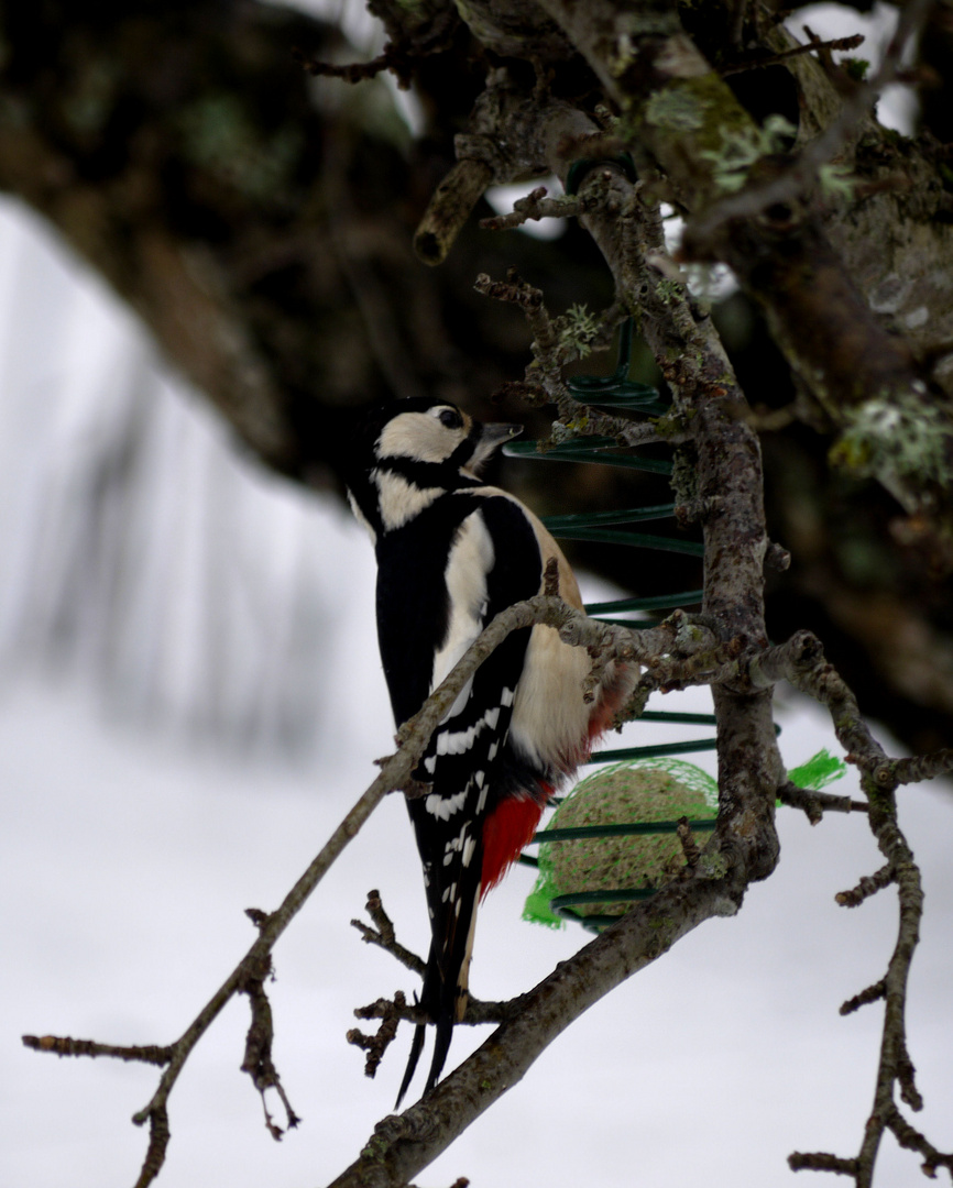 Besuch am Morgen