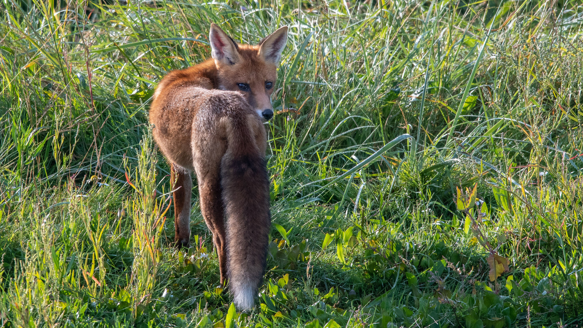 Besuch am Morgen