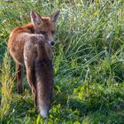 Besuch am Morgen