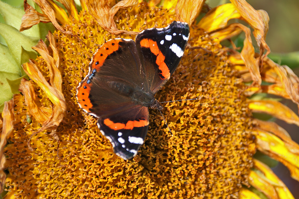 Besuch am Morgen