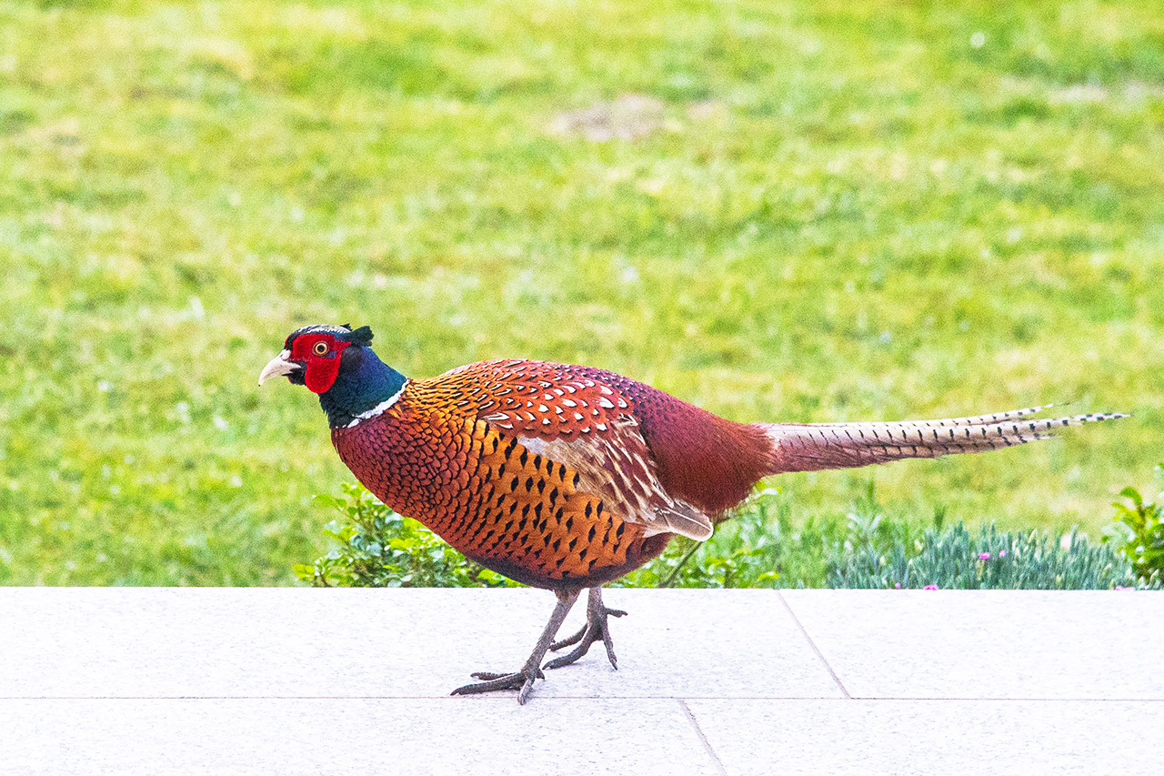 Besuch am Morgen auf der Terasse